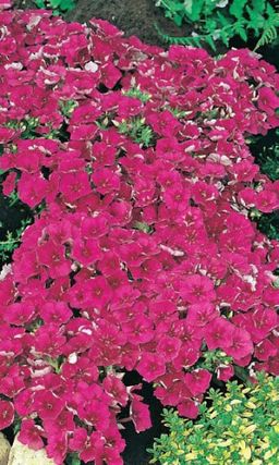 Флокс друммонда КРАСОТКА В МАЛИНОВОМ