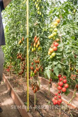Томат Черри Дюкре - Партнер фото 8