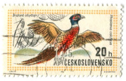 Марка Фазан обыкновенный 1971 год Чехословакия