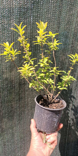 Бирючина аурея (3-летняя) - 1000корней фото 3