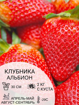 Клубника Альбион