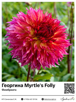Георгина Myrtles Folly (Фимбриата)
