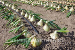 Лук репчатый Эксибишен - Партнер фото 8