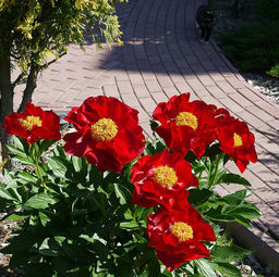 Пион Mackinac Grand - Голландские луковицы фото 2