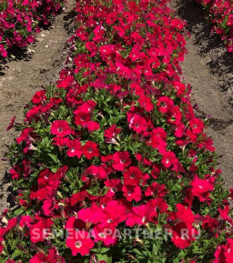 Петуния МиМи Паола каскадная тёмно-розовая - Партнер фото 4