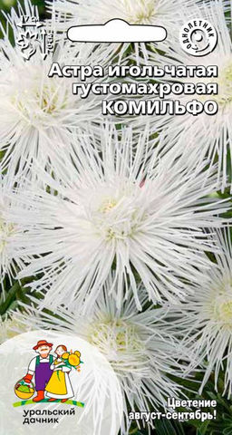 Астра КОМИЛЬФО Игольчатый тип