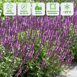Шалфей дубравный Роуз Квин