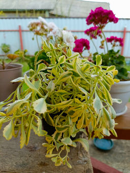 Очиток Миддендорфа Вариегата