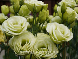 Эустома срезочная махровая лаймовая Принцесса Оливия - Партнер фото 5