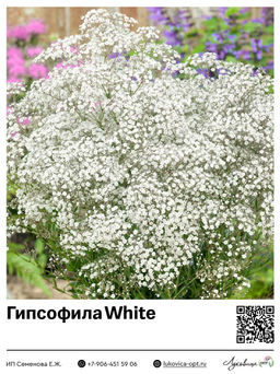 Гипсофила Качим White (Метельчатая)