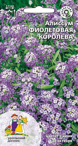 Алиссум ФИОЛЕТОВАЯ КОРОЛЕВА