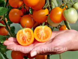 Томат Янтарная Капля - Партнер фото 7