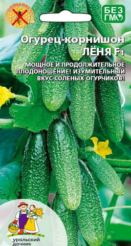 Огурец ЛЁНЯ F1 Он не халявщик, он партнёр! Мощное и продолжительное плодоношение! Изумительный вкус солёных огурчиков!
