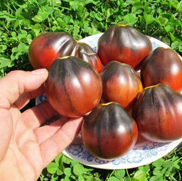 Помидоры Синяя Груша - Blue Pear