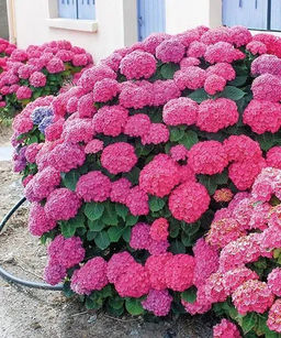 Гортензия крупнолистная Masja (Мася) - Голландские луковицы фото 2