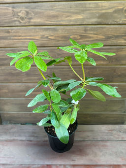 Рододендрон Von Oheimb Woislowitz (Фон Охайм-Войсловиц) - Долина роз фото 6