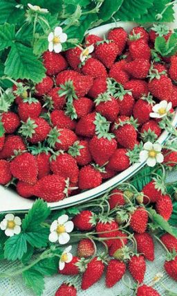 Земляника АЛЕКСАНДРИНА Безусый тип!