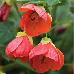 Абутилон (семена 10 шт.)