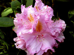 Рододендрон Von Oheimb Woislowitz (Фон Охайм-Войсловиц) - Долина роз фото 4