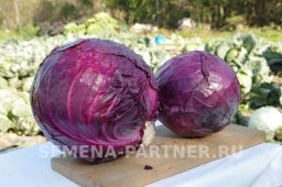 Капуста краснокочанная Бенефис - Партнер фото 5