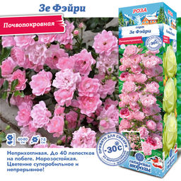 Роза Зе Фэйри (Почвопокровная) 1шт