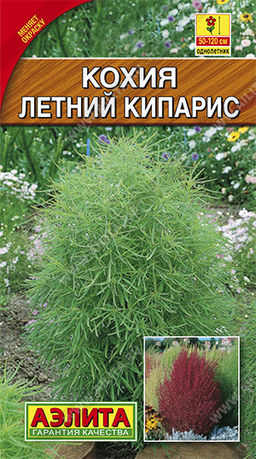 Кохия Летний кипарис 0,3г (Аэлита)