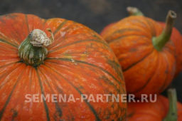 Тыква Конфетка - Партнер фото 6