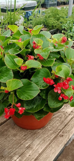 Бегония вечноцветущая махровая (цветы малиновые, лист зел с красной каймой)