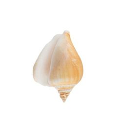 Blumentag / Zlatka DRF-017 Ракушки морские 3 шт. 6.3 см Strombus Canarium