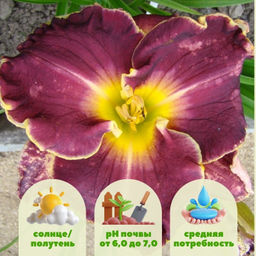 Лилейник Экселент