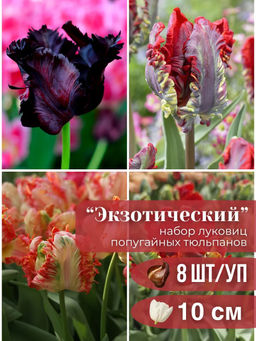 Тюльпаны попугайные микс 8 шт