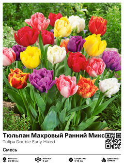 Тюльпан Double Early Mixed (Махровый ранний) - Голландские луковицы фото 2