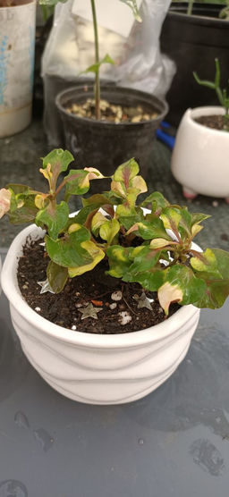 Альтернатера Беттцика в керамическом кашпо