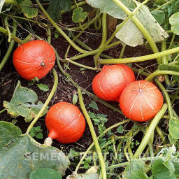 Тыква Оранж Саммер - Партнер фото 2