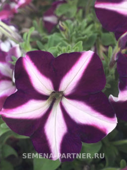 Петуния Итальянка Селеста многоцветковая каскадная бело-голубая - Партнер фото 2
