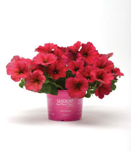 Петуния Изи Вэйв Берри Велюр каскадно-ампельная красная - Партнер фото 3