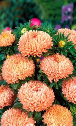 Астра ГАЛИНА УЛАНОВА  Пионовидная - Уральский дачник фото 2