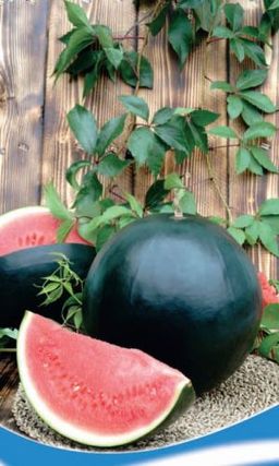 Арбуз ЧЁРНАЯ МАГИЯ  Ультраскороспелый! С мощным ростом! Множество ягод-плодов! Мякоть сахарная, малосемянная!