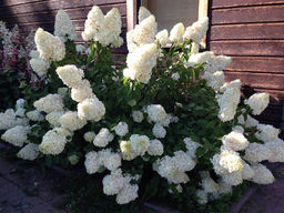 Гортензия метельчатая Полар Бир - Долина роз фото 5