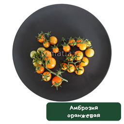 Амброзия оранжевая - Tomatia фото 2