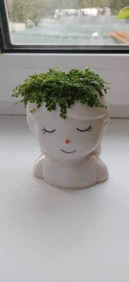 Солеройлия - 1000корней фото 4