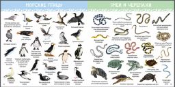 1000 картинок. Подводный мир - Робинс фото 3