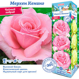 Роза Мерхен Кенинг (Чайно-гибридная) 1шт