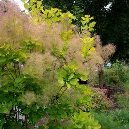 Скумпия кожевенная 1 год ЗКС тара 0,5л