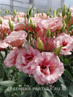 Эустома срезочная махровая абрикосовая Мадам Шанталь - Партнер фото 5