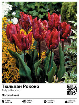 Тюльпан Rococo (Попугайный) - Голландские луковицы фото 2