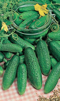 Огурец ИЗОБИЛЬЕ ДАЧНИКА F1 Изобилье корнишонов и пикулей! Для засолки банок не хватит, нужно заранее запастись! Всегда ровные, по 7-8 см каждый, хрустящие!