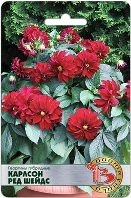 Георгины гибридные Карлсон Ред Шейдс