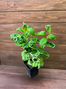 Вейгела Карикатура - Долина роз фото 4