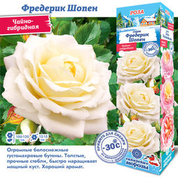Роза Фредерик Шопен (Чайно-гибридная) 1шт